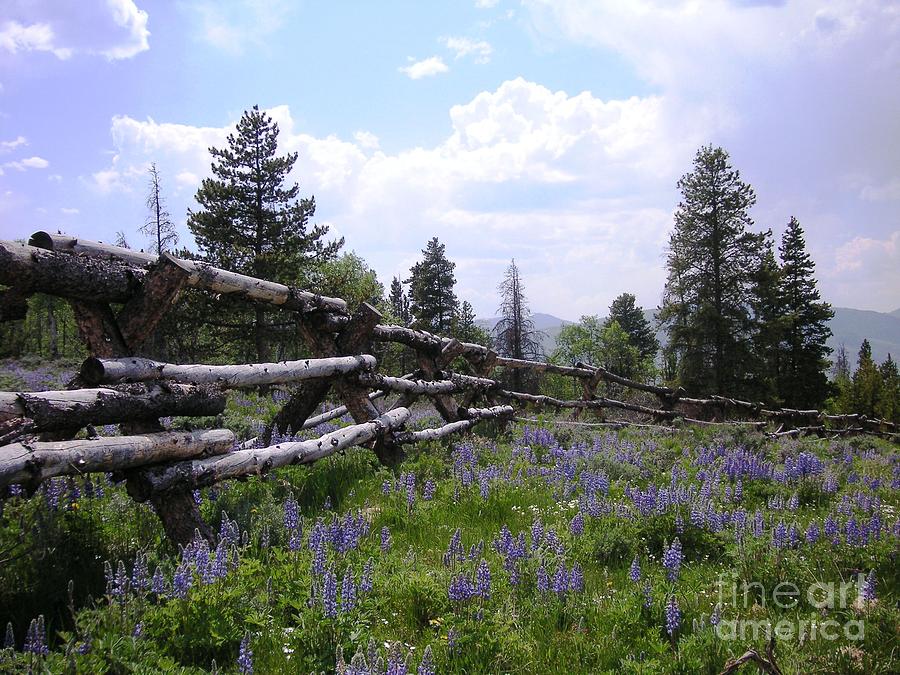 Mountain Photograph - Spring Mountain Lupines 2 by Crystal Miller