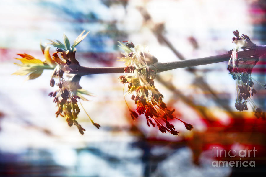 Spring Photograph - Spring multicolored wind  by Lali Kacharava
