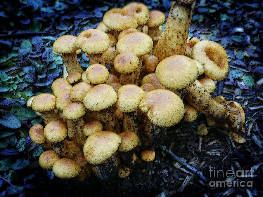 Spring Mushroom Cluster  Digital Art by Dee Flouton