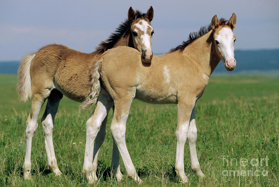 Spring Mustang Foals Photograph by Yva Momatiuk John Eastcott