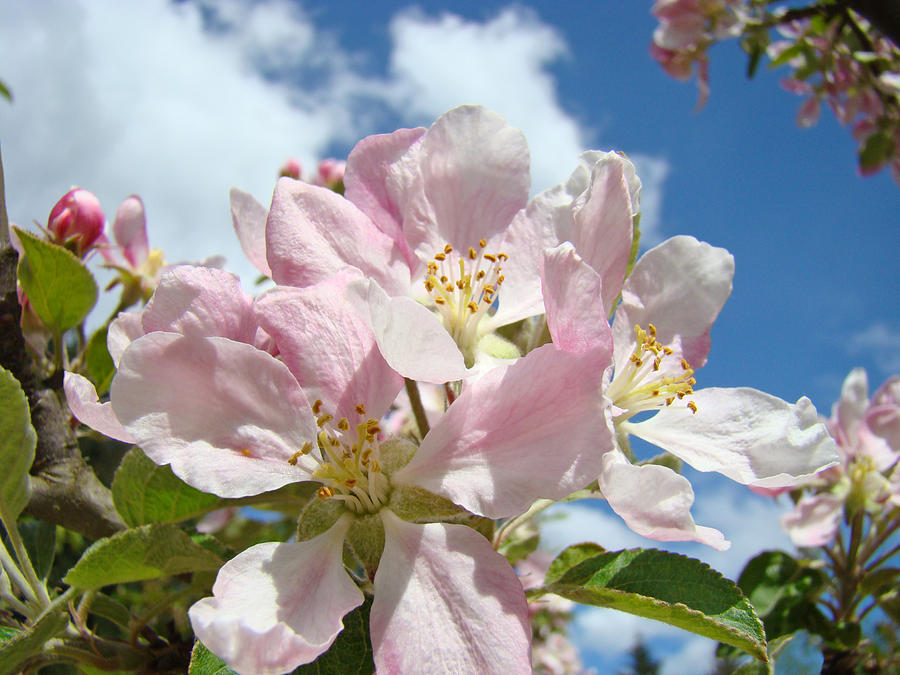 Spring Nature Apple Tree Blossoms Art Prints Photograph