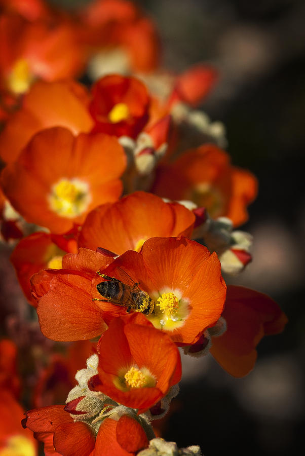 Spring Nectar  Photograph by Saija Lehtonen