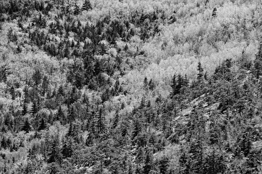Spring On Cadillac Mountain Acadia National Park Black And White Photograph by Keith Webber Jr