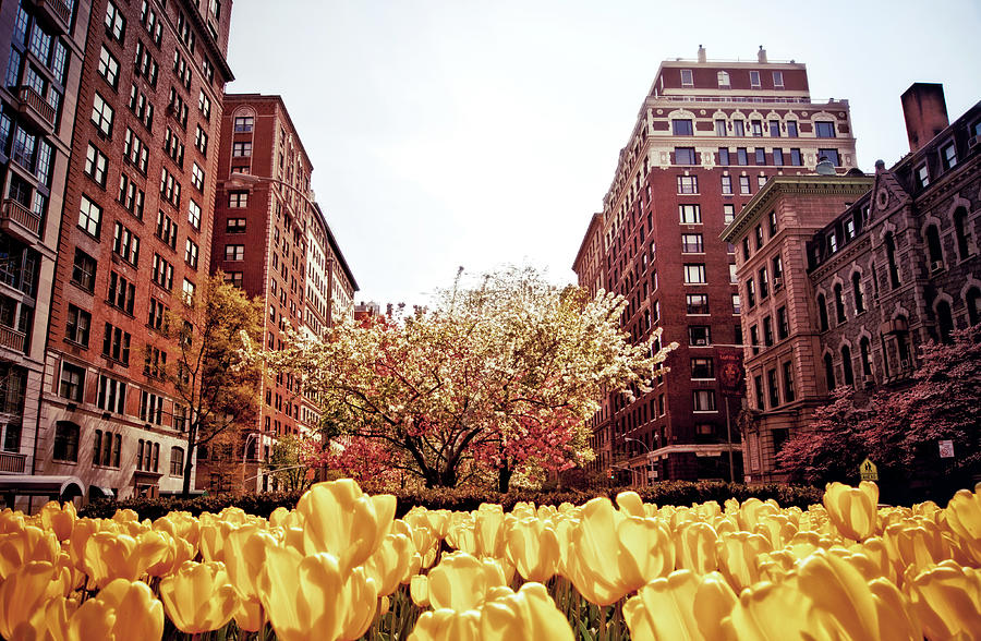 Spring On Park Avenue - Upper East Side Photograph by Vivienne Gucwa