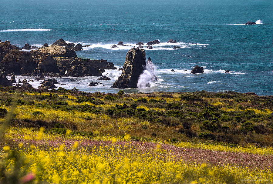 Spring on the California Coast By Denise Dube Photograph by Denise Dube