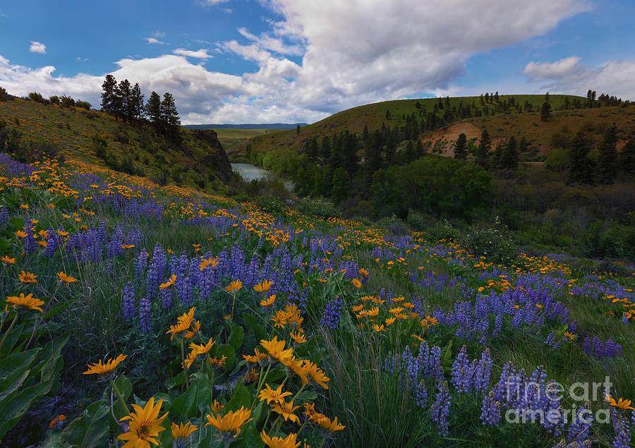 Spring on the Yakima Photograph by Michael Dawson