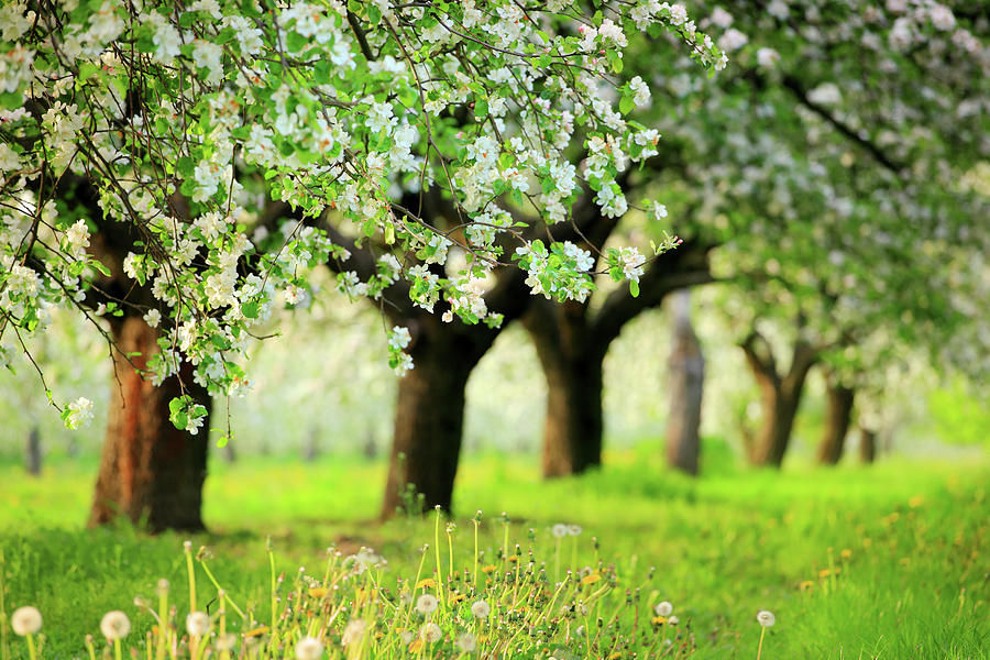 Spring Orchard - Blooming Trees Photograph by Konradlew