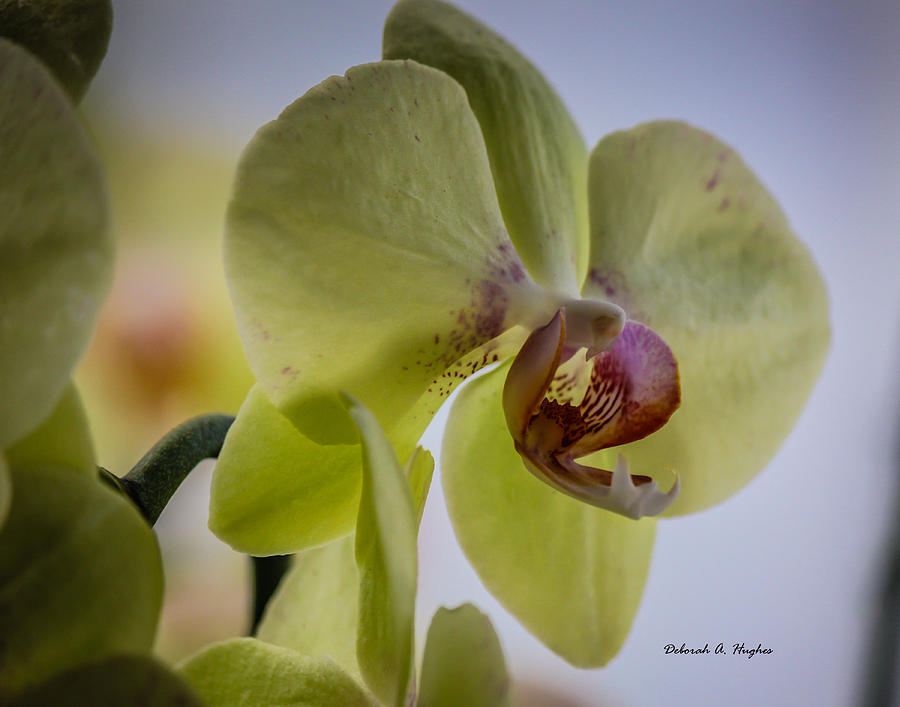 Orchids Photograph - Spring Orchid by Deborah Hughes Orchids Photograph - Spring Orchid by Deborah Hughes