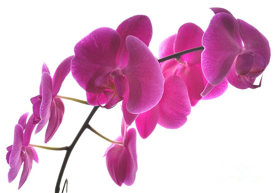 Orchid Photograph - Spring Orchids by Judy Via-Wolff