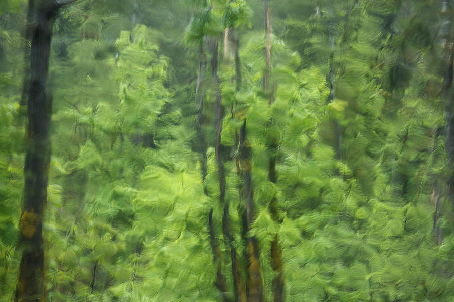 Spring Oregon Forest Abstract Photograph