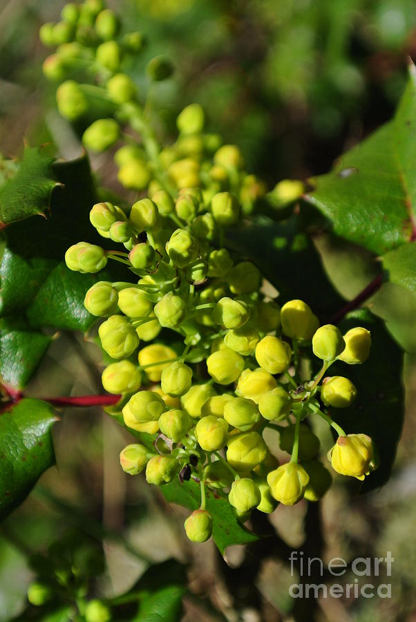 Spring Oregon Grape Photograph by Sharron Cuthbertson