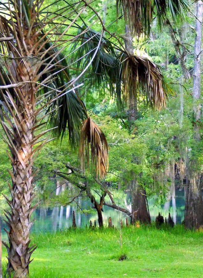 Spring Palms an Cypress Photograph by Sheri McLeroy
