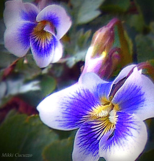 Spring Pansies Photograph by Mikki Cucuzzo