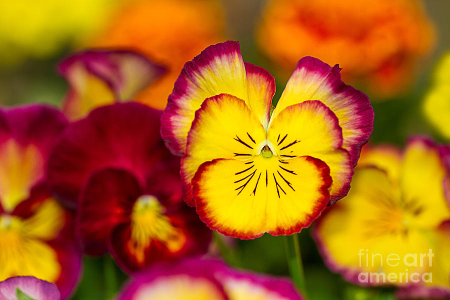 Spring Pansies Photograph by Mimi Ditchie