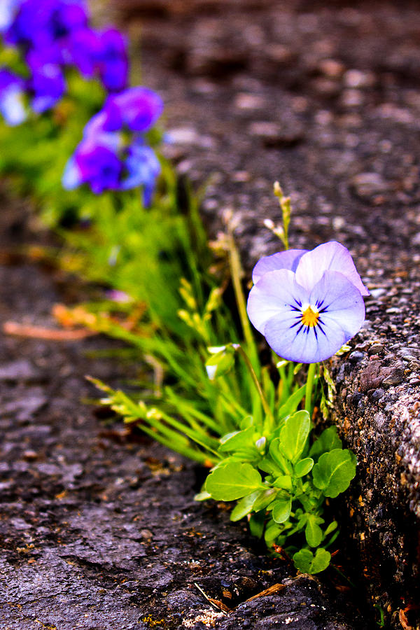 Spring Pansy Photograph