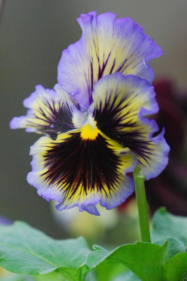 Spring Pansy Photograph by Amy Porter