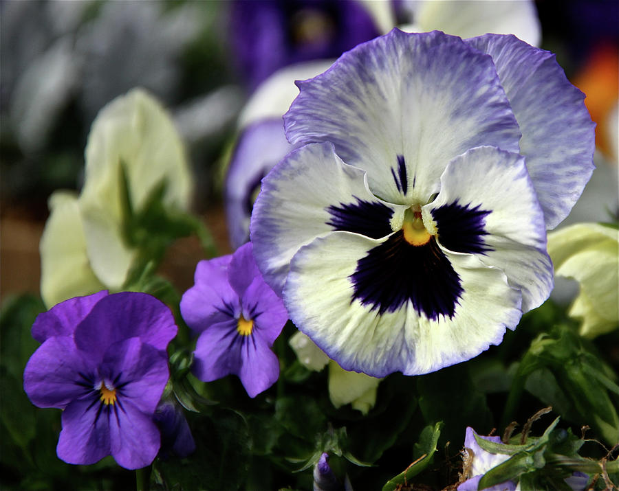 Spring Pansy Flower Photograph by Ed Riche