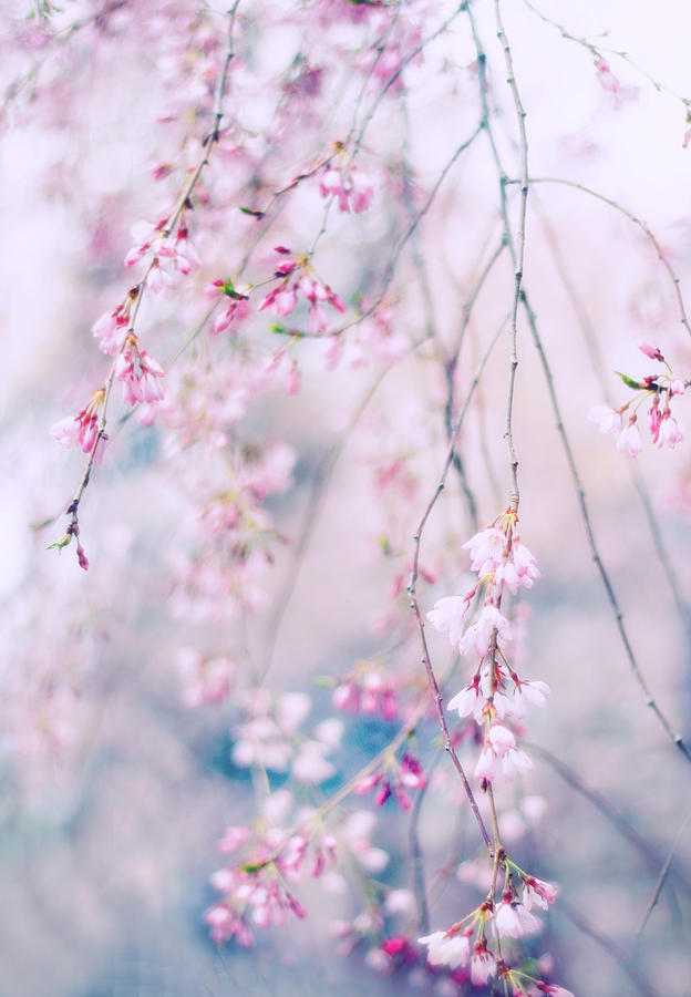 Spring Pastels Photograph by Jessica Jenney