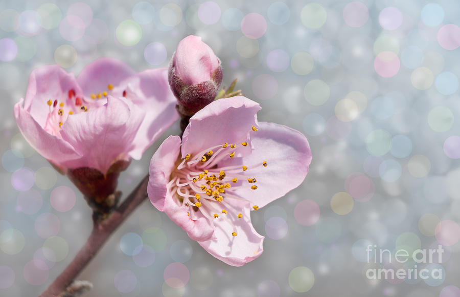 Spring Pastels Photograph by Sari ONeal