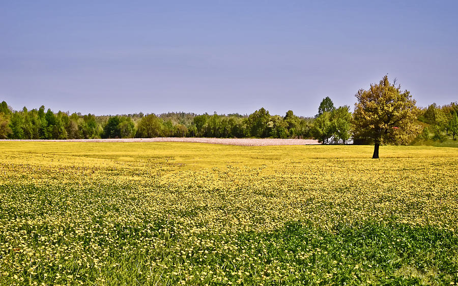 Spring Photograph - Spring Pasture by Greg Jackson