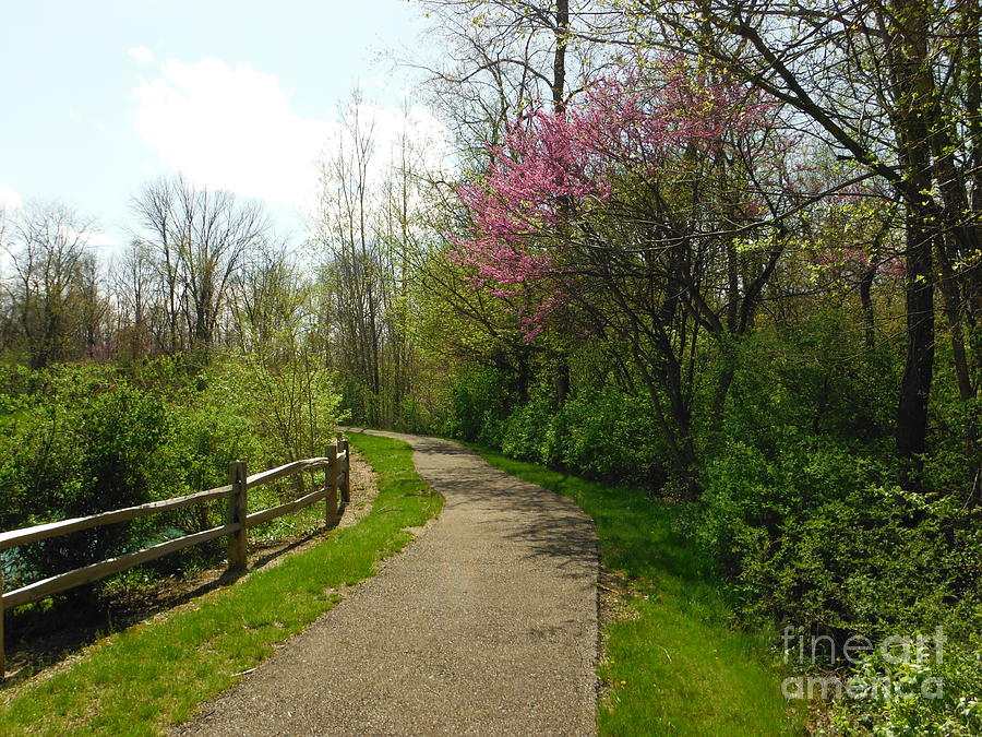 Spring Path At Wedgewood Hills Park Photograph by Paddy Shaffer
