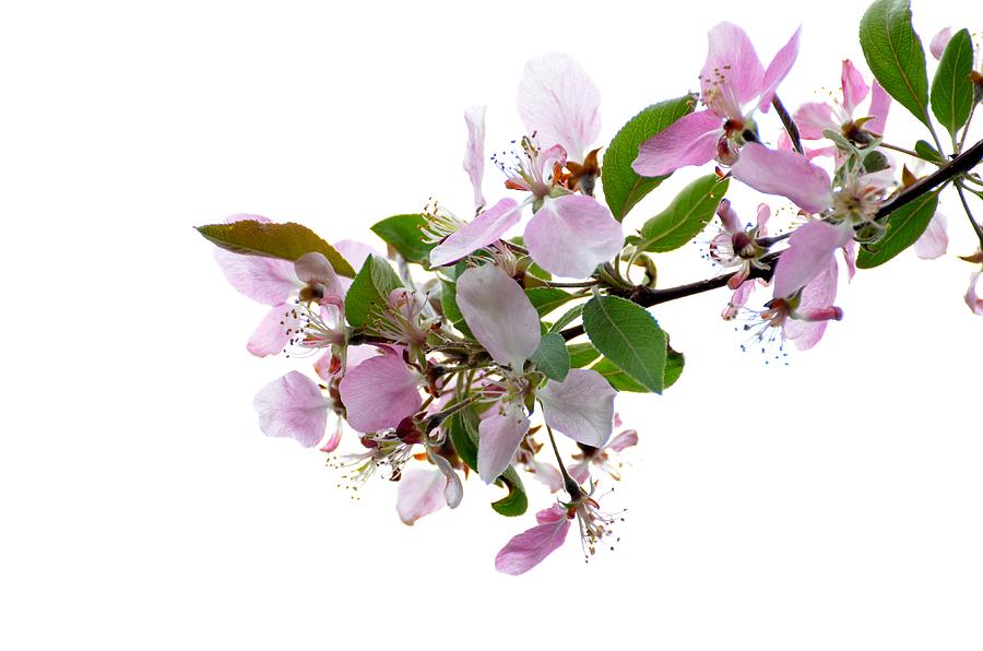 Trees Photograph - Spring by Paulina Roybal Trees Photograph - Spring by Paulina Roybal