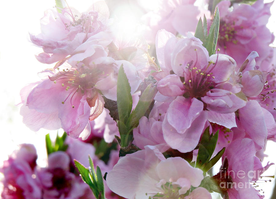 Spring Peach Blossoms Photograph by Jon Munson II