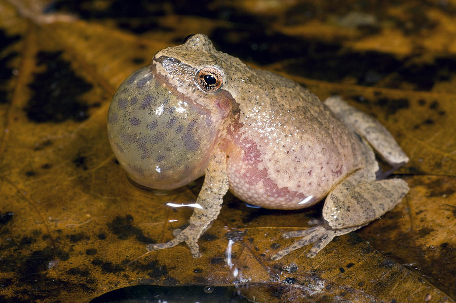 Spring Peeper Calling Photograph by Steve Gettle