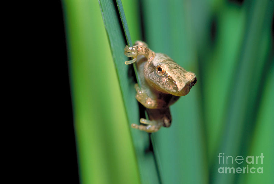Spring Peeper Frog Photograph by Larry West