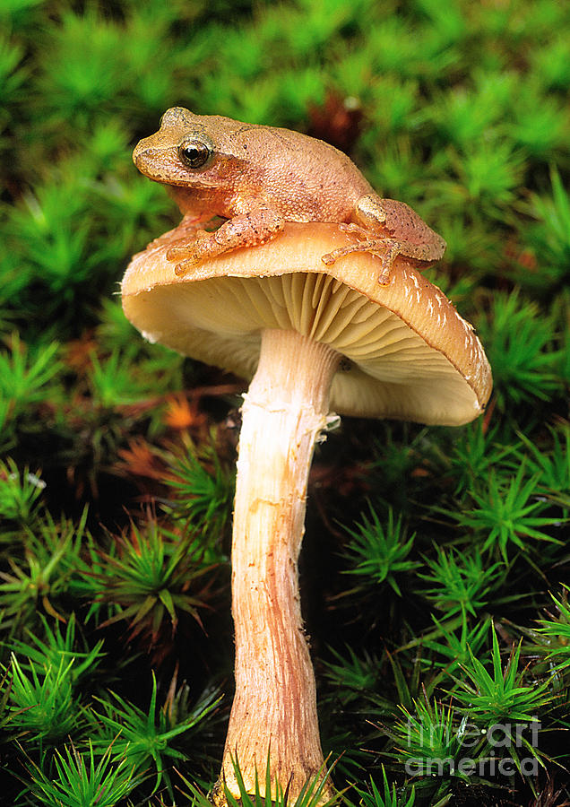 Spring Peeper On Mushroom Photograph by Gary Meszaros
