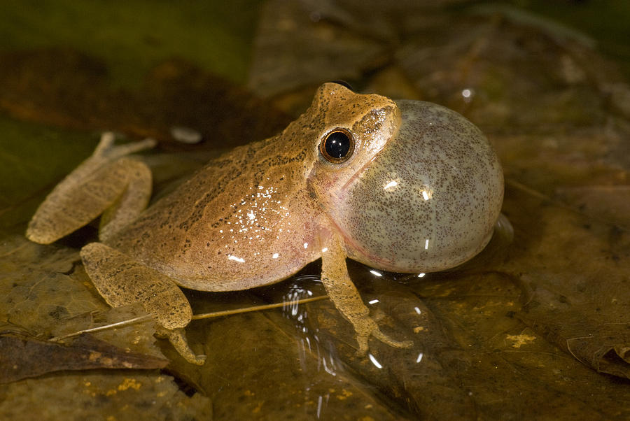 Spring Peeper Singing Photograph by Steve Gettle