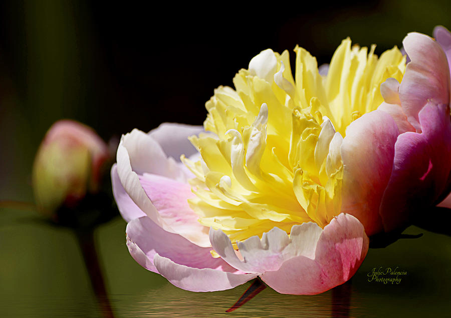Spring Peony 4 Photograph by Julie Palencia