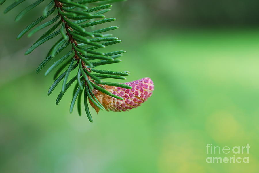 Spring Pine Cone Photograph by Lila Fisher-Wenzel