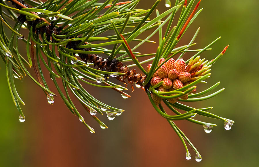 Spring Pine Photograph by Eric Rundle