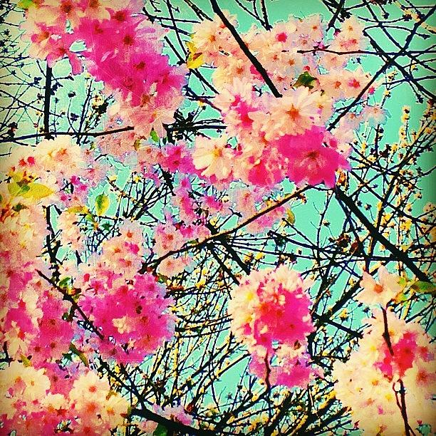 Nature Photograph - Spring Pink Blossoms #spring #flowers by Cy Rena