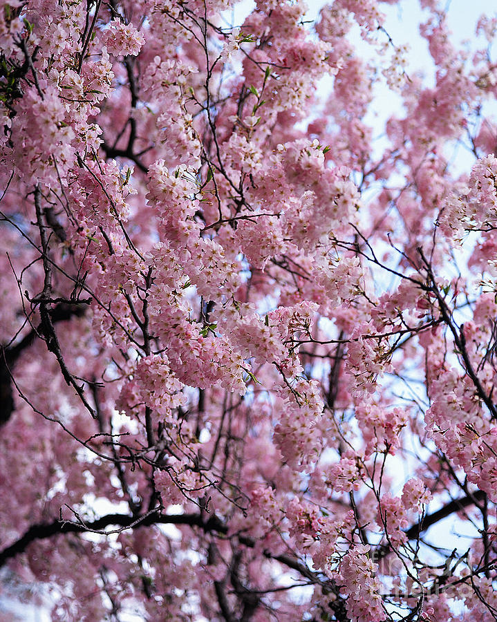 Spring Pink Photograph by First Star Art