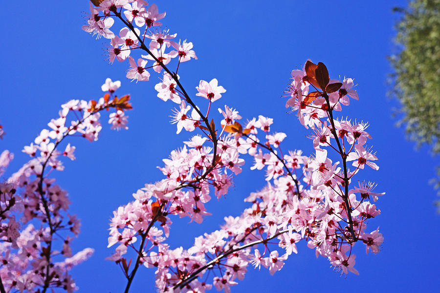 Spring Pink Glowing Blossoms Sunlit Blue Sky Photograph by Patti Baslee