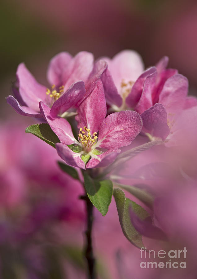 Spring Pink... Photograph by Nina Stavlund