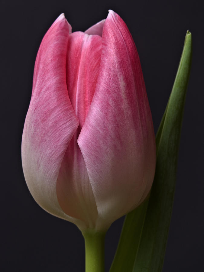 A Pink Flower Tulip On Black Photo Image By Nadja Drieling Photography Shop Online Wall-Art Photograph by Nadja Drieling - Flower- Garden and Nature Photography - Art Shop