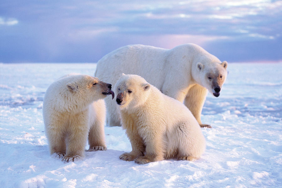 Spring Polar Bear Cub Licks Photograph by Steven J. Kazlowski / GHG ...