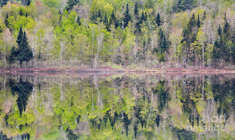 Spring Pond Reflections Photograph by Alan L Graham