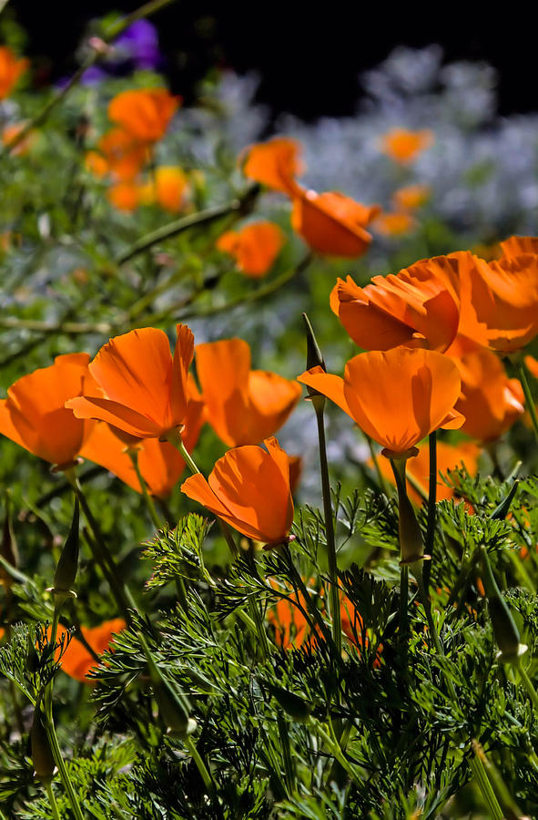 Spring Poppies Photograph by Michael Hope