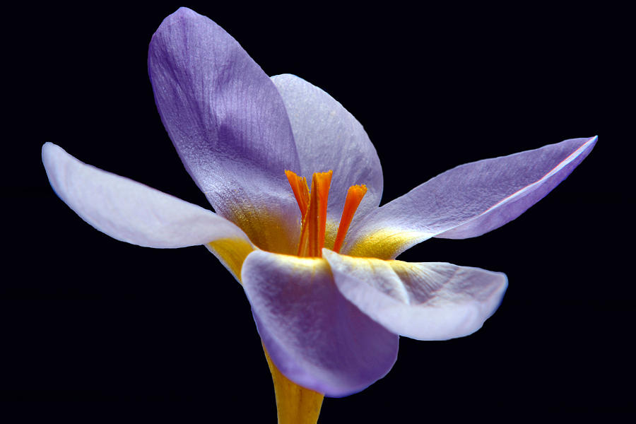 Flower Photograph - Spring Portrait. by Terence Davis