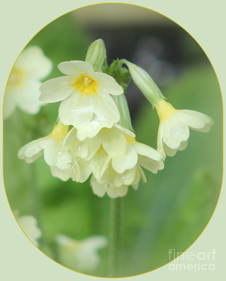 Spring Primroses  Photograph by Leone Lund