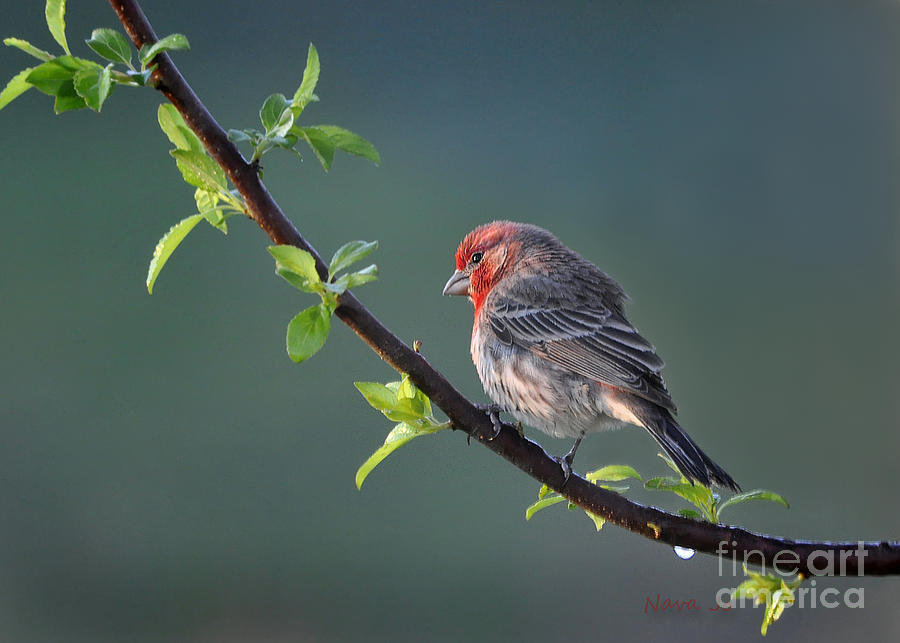 Song Bird In Spring Photograph by Nava Thompson