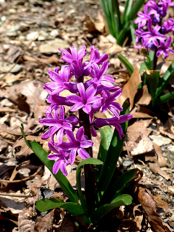 Spring - Purple Hyacinth Photograph by Richard Reeve
