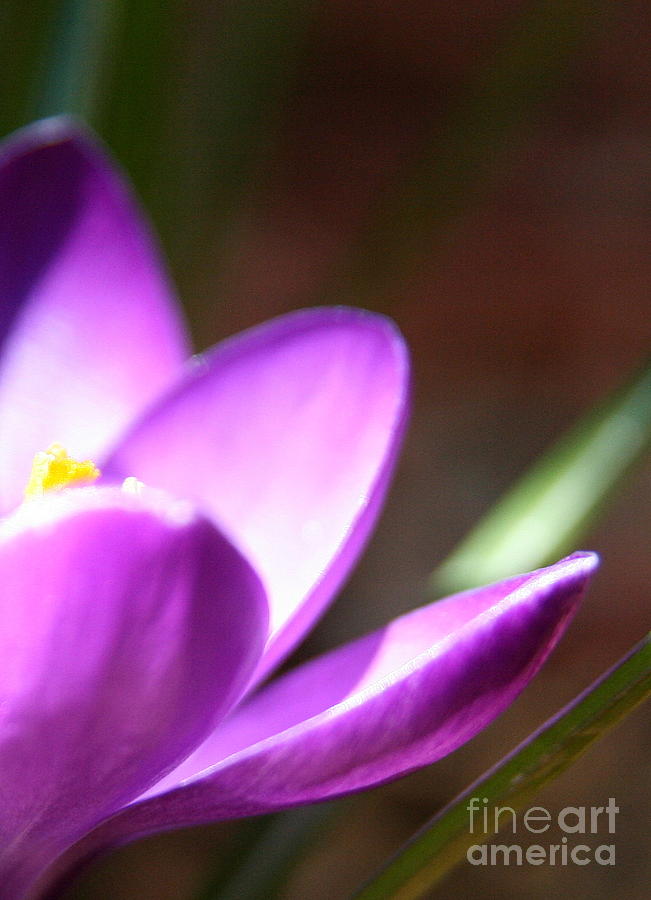 Nature Photograph - Spring Purple by Neal Eslinger