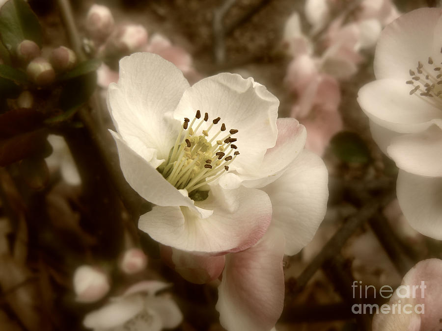 Spring Quince Blossom Photograph by MM Anderson