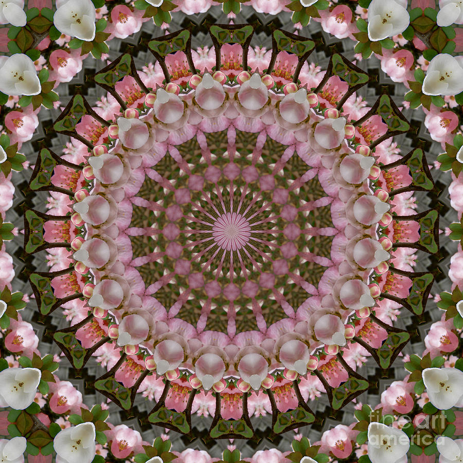 Spring Quince Blossoms Kaleidoscope Photograph by MM Anderson