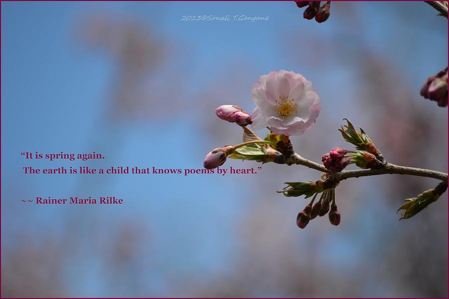 Spring quote Photograph by Sonali Gangane